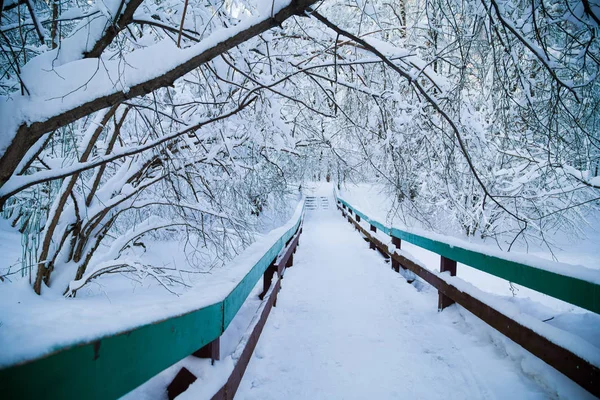 Belo Inverno Forrest Coberto Com Neve Fresca — Fotografia de Stock