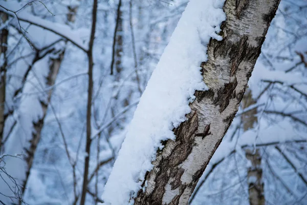 Schöner Birkenstamm Mit Neuschnee Bedeckt — Stockfoto