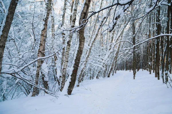 Hermoso Bosque Invierno Cubierto Nieve Fresca — Foto de Stock