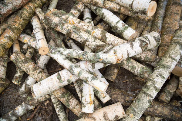 Tronchi di betulla preparati per legna da ardere — Foto Stock