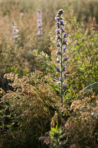  blueweed (Echium vulgare)