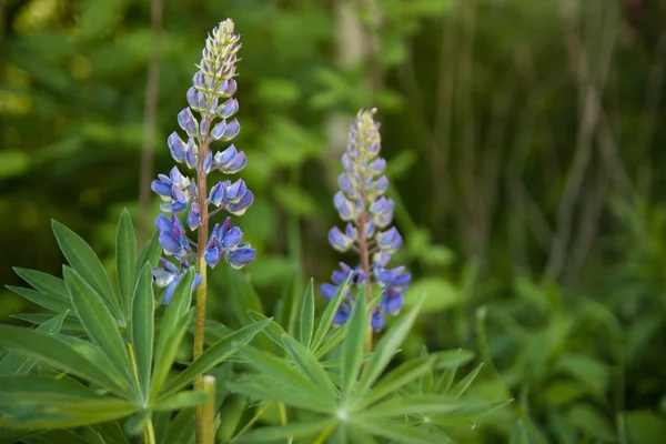 Vilda blommor lupiner — Stockfoto