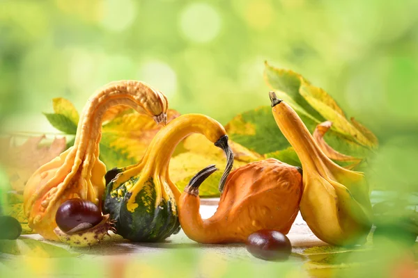 Herfst Stilleven met decoratieve kalebassen — Stockfoto
