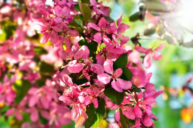 arka plan bahar çiçekleri