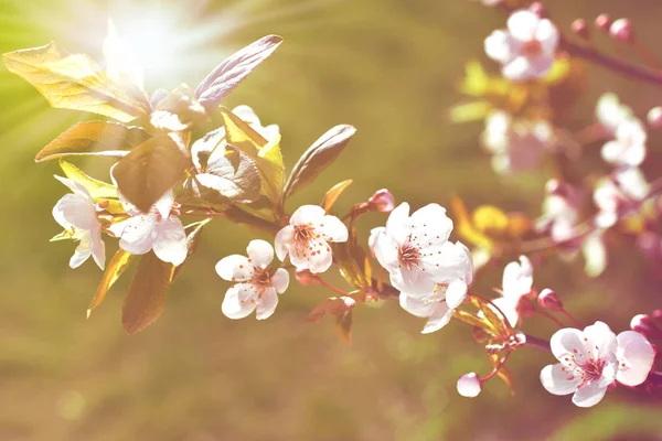 Primavera flores de árvores de fruto com efeito de cor do pôr do sol — Fotografia de Stock