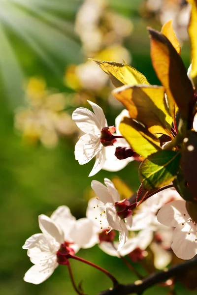 Spring fruit tree flowers — Stock Photo, Image