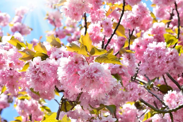 Primavera flor de cereja fundo — Fotografia de Stock