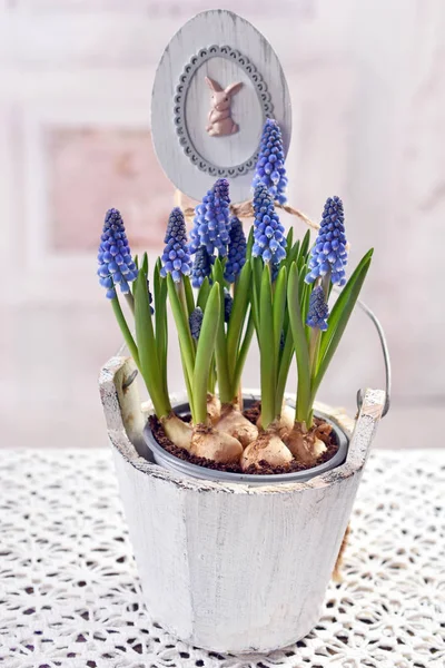 Decoração de Páscoa com flores de muscari em panela de madeira — Fotografia de Stock