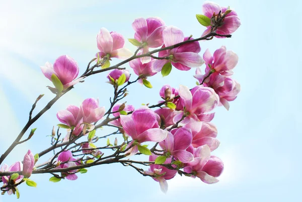 Een Tak Van Voorjaar Magnolia Bloesems Tegen Blauwe Lucht — Stockfoto