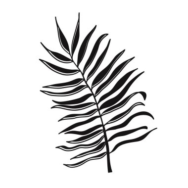 Beyaz arkaplanda vektör palmiyesi yaprakları var. Tropik palmiye dalı. Afişler, el ilanları, posterler için vektör tasarımı. Eğreltiotu Yaprakları sembolleri