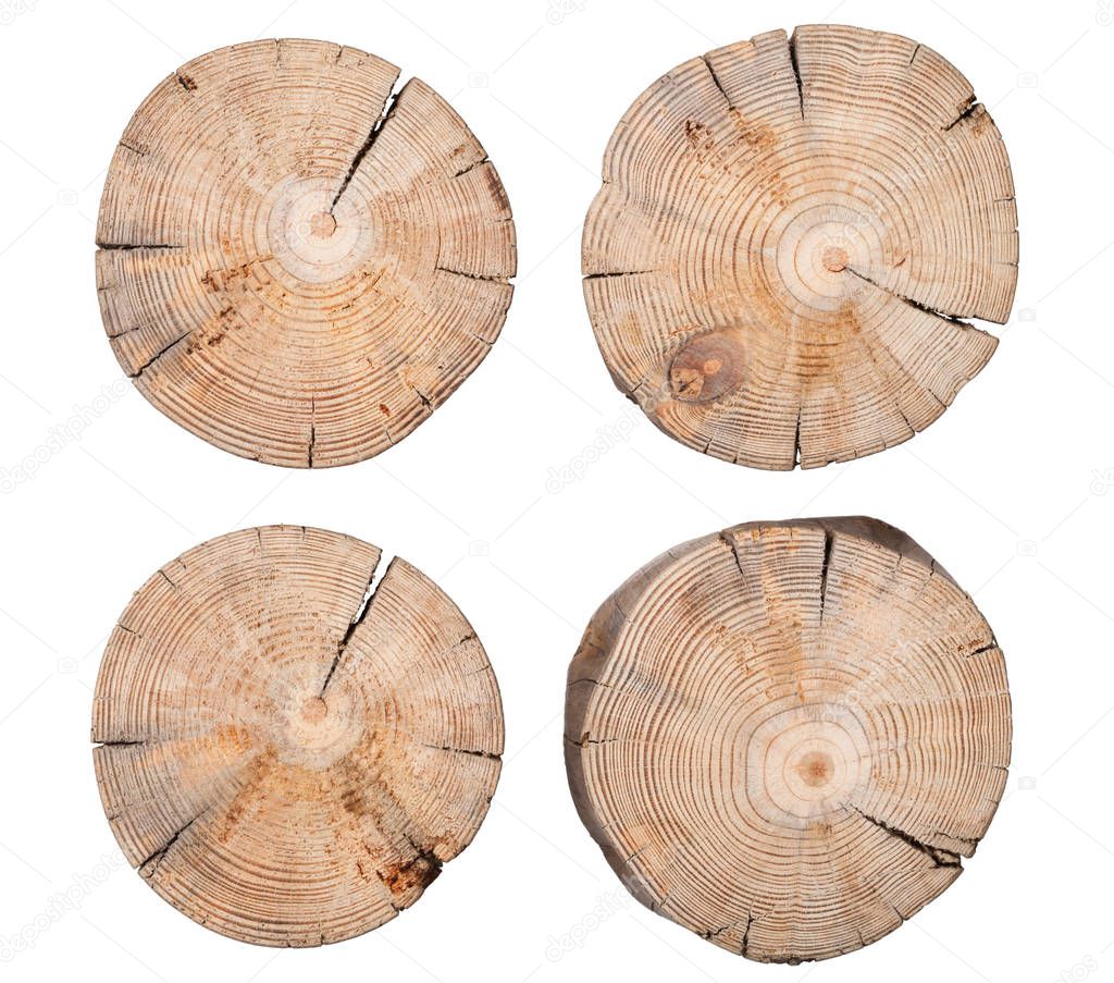 Wooden Stump Isolated on White Background