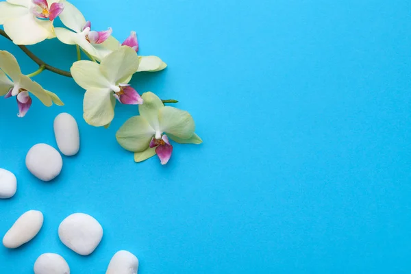 Flores de orquídea com pedras de spa em fundo azul — Fotografia de Stock