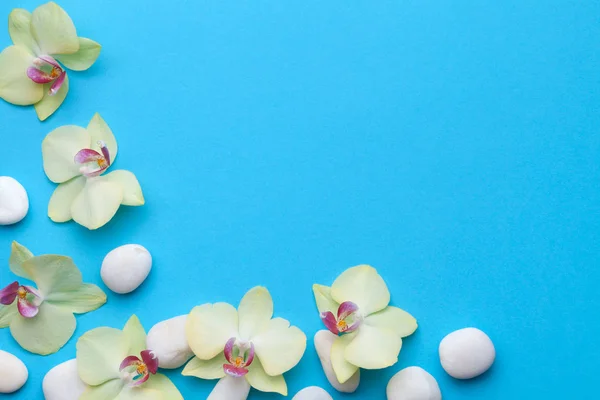 Flores de orquídea com pedras de spa em fundo azul — Fotografia de Stock