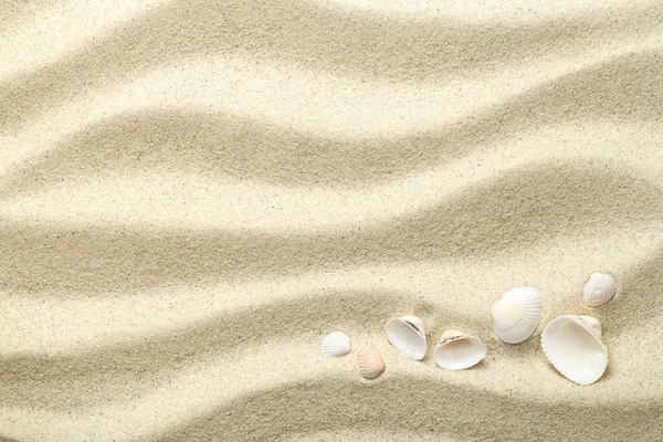 Песок фон с раковинами — стоковое фото
