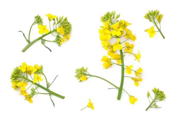 Fiori di colza isolati su sfondo bianco — Foto Stock