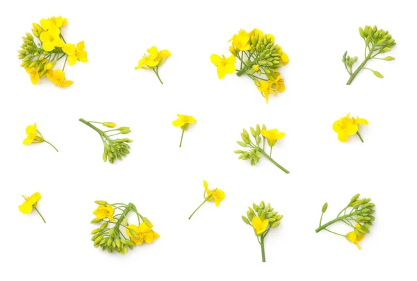 Flores de colza aisladas sobre fondo blanco — Foto de Stock