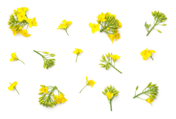 Rapeseed Flowers Isolated on White Background