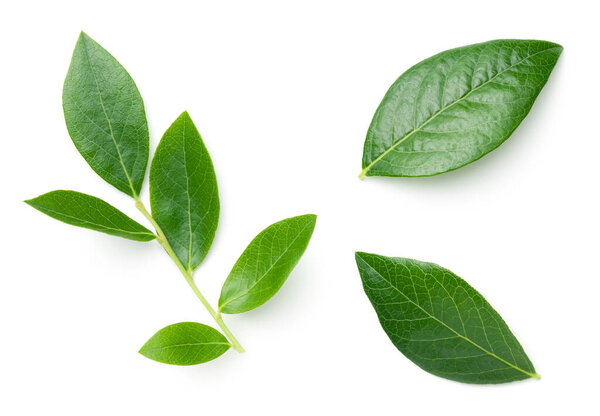 черничные листья изолированы на белом фоне
