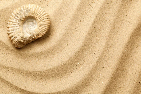 Амоніт Фоні Морського Піску Плоский Прошарок Вид Зверху Стокове Зображення