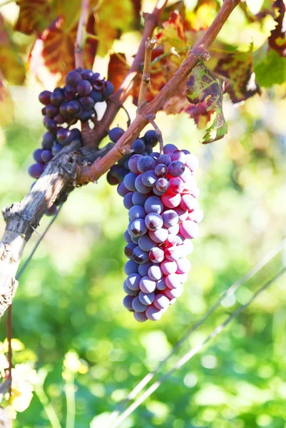 Синий виноград фото — стоковое фото