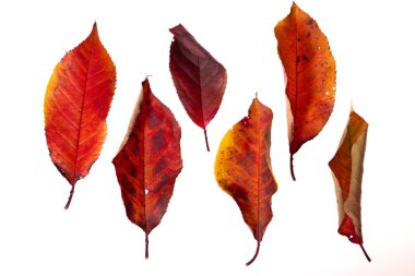 Parlak sonbahar yaprakları üzerinde beyaz izole kümesi