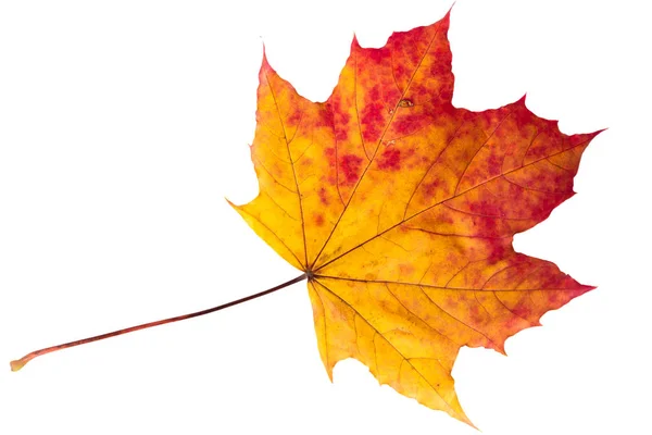 Jasny jesień liść na białym tle Zdjęcie Stockowe