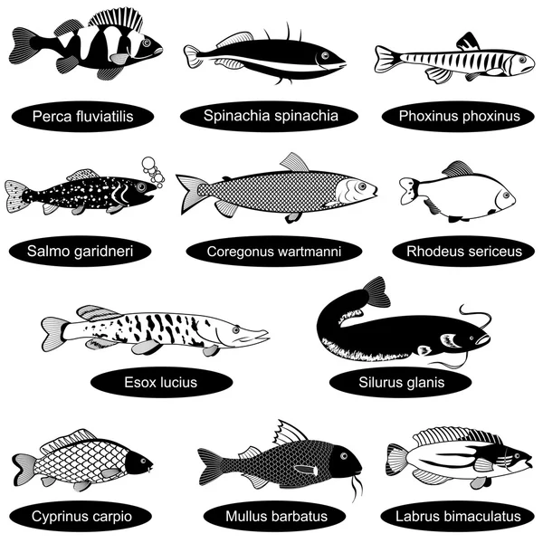 Zwart collectie vissen — Stockvector