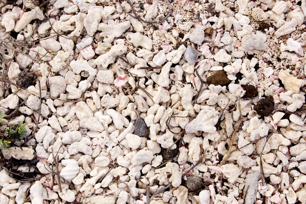 Galapagos Adasındaki Sahilde Mercan Arkaplanı