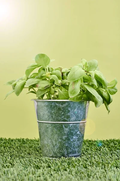 Planta de manjericão em vaso — Fotografia de Stock