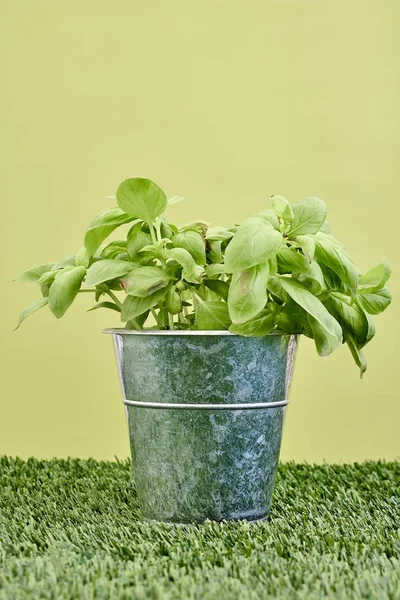 Krukväxt basil plant — Stockfoto