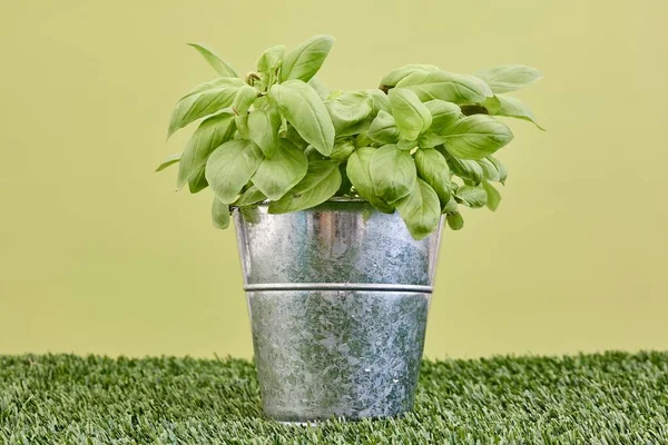 Krukväxt basil plant — Stockfoto