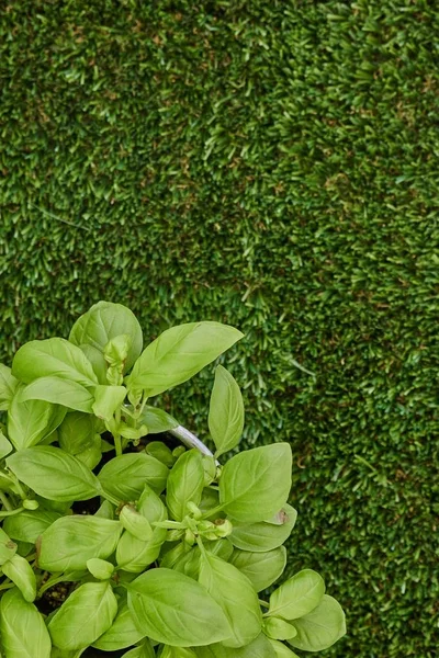 バジルの植物の鉢植え — ストック写真