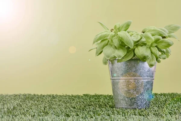 Krukväxt basil plant — Stockfoto