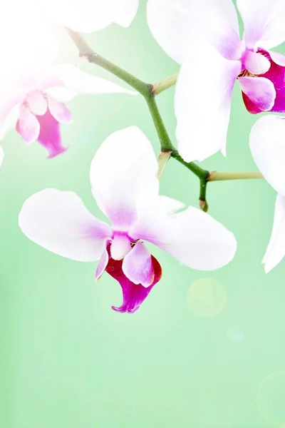 Bílá orchidej rostlina — Stock fotografie