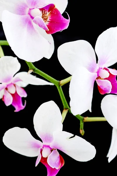 Bílá orchidej rostlina — Stock fotografie
