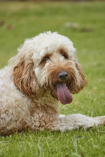 Spoodle Puppy — Stock Photo, Image