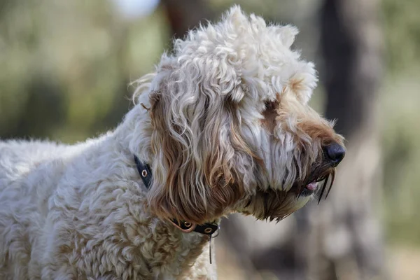 Spoodle Puppy — Stok Foto