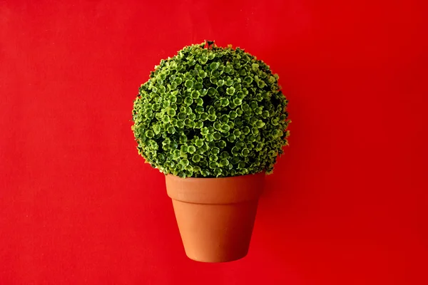 Potted Hedge Plant. — Photo