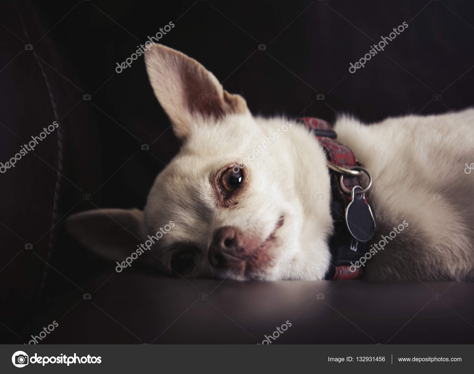 ソファの上のかわいいチワワ ストック写真 C Graphicphoto ソファの上のかわいいチワワ ストック写真 C Graphicphoto