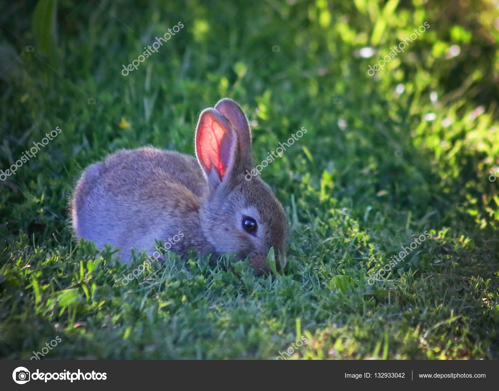 Little bunny eating leaves — Stock Photo © graphicphoto 132933042