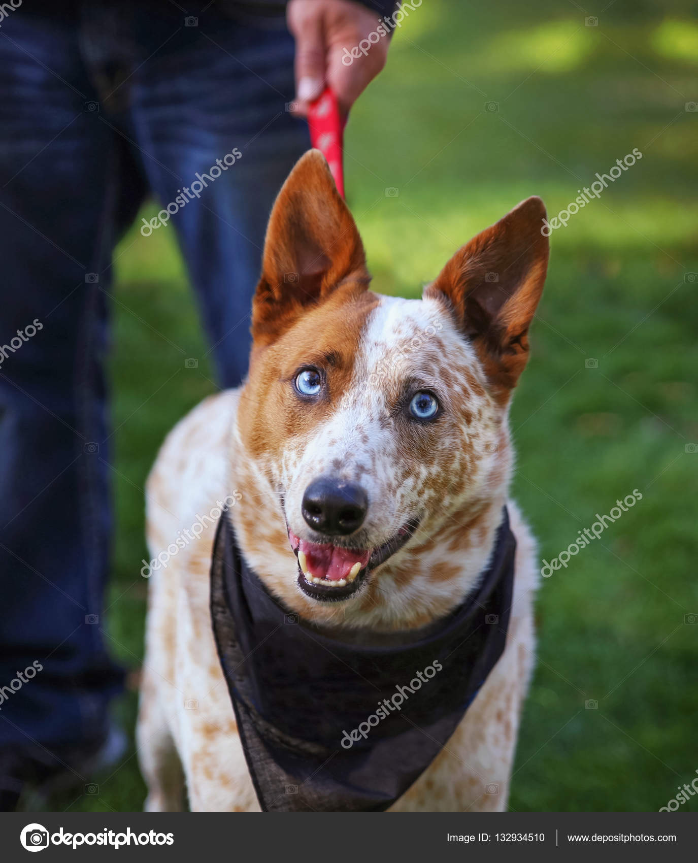 Cute cattle dog with blue eyes Stock Photo by ©graphicphoto 132934510