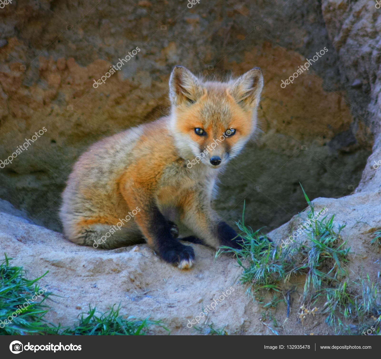 stock photo a baby red fox sitting