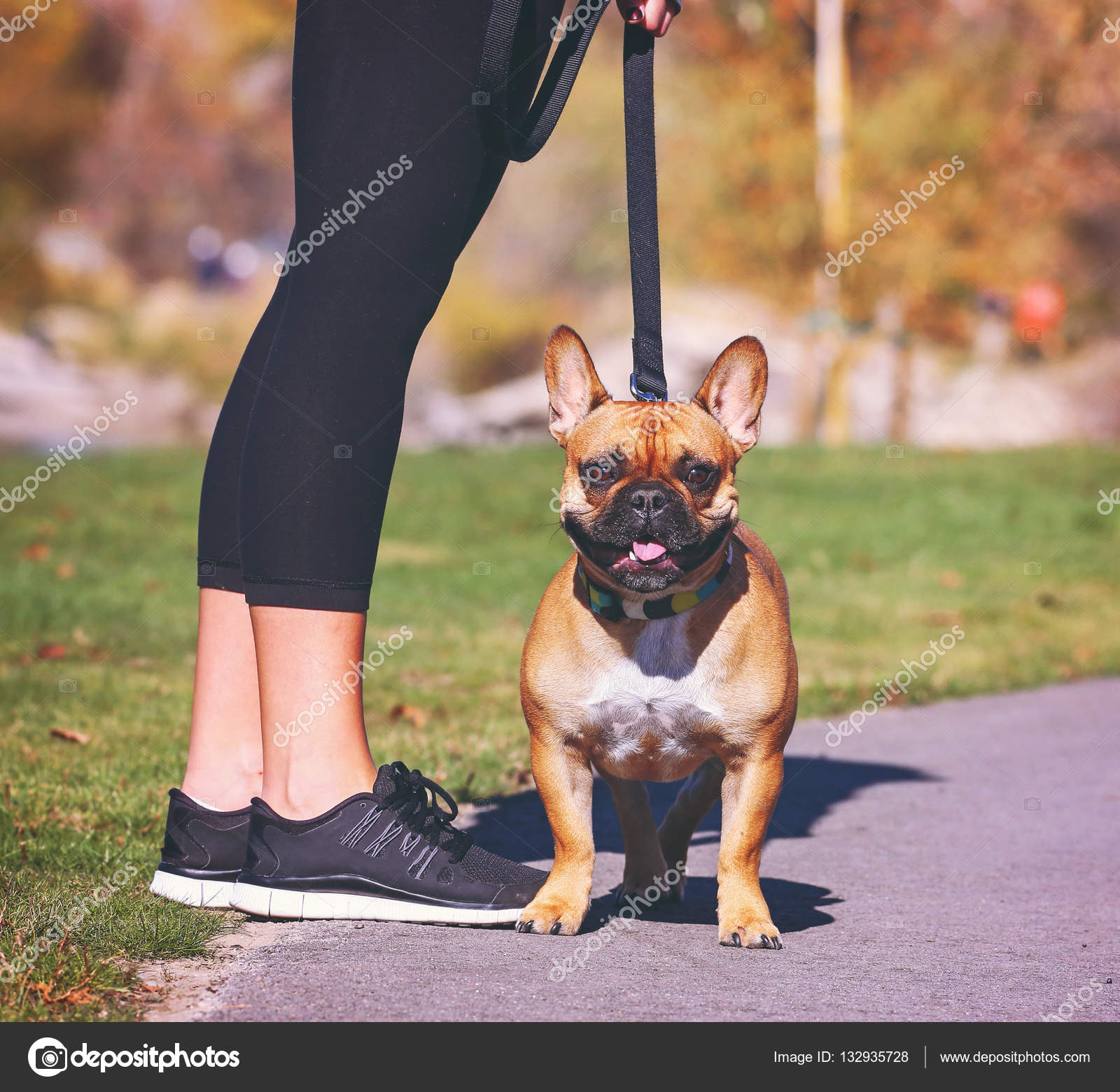 Can French Bulldogs Walk