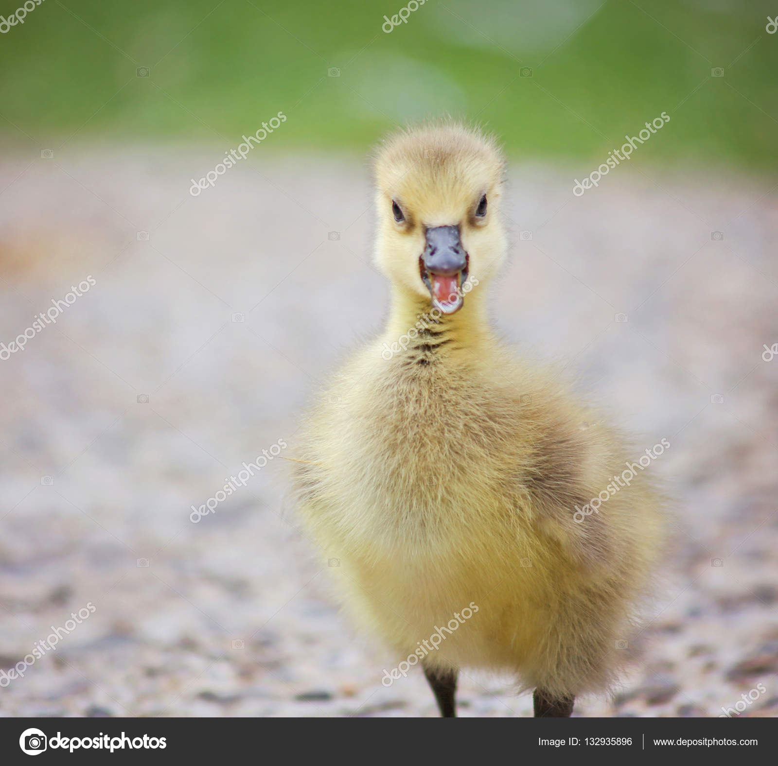 A canadian goose gosling honking — Stock Photo © graphicphoto