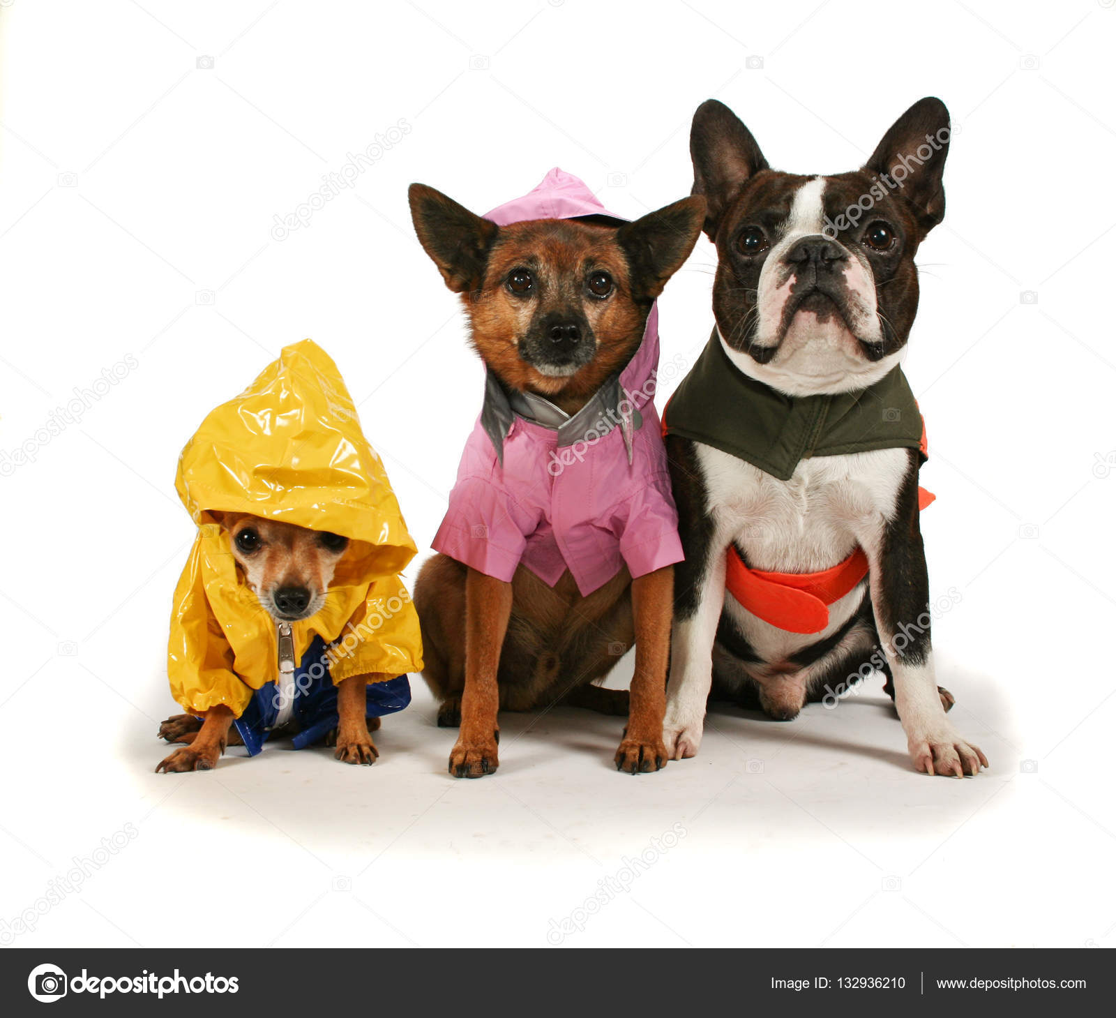 Three dogs in rain jackets Stock Photo by ©graphicphoto 132936210
