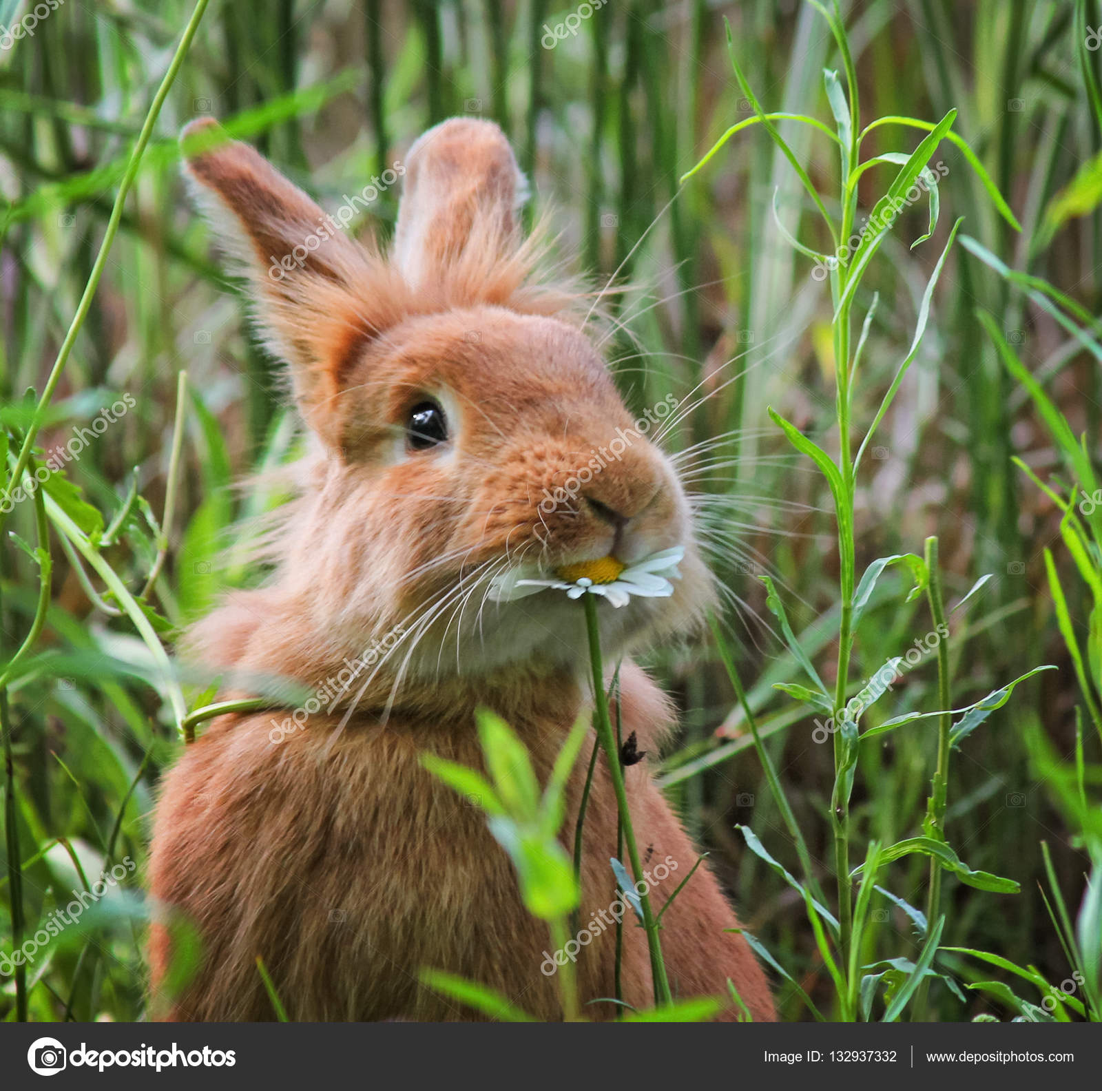 A cute rabbit eating a daisy Stock Photo by ©graphicphoto 132937332