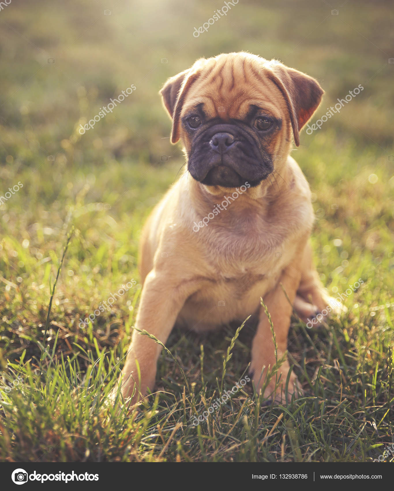 A Cute Baby Pug Chihuahua Mix Stock Photo Image By C Graphicphoto A Cute Baby Pug Chihuahua Mix Stock Photo Image By C Graphicphoto