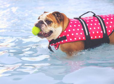bulldog in a life vest with a tennis ball \