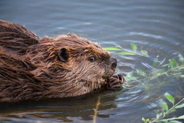beaver eating leaves off a branch clipart