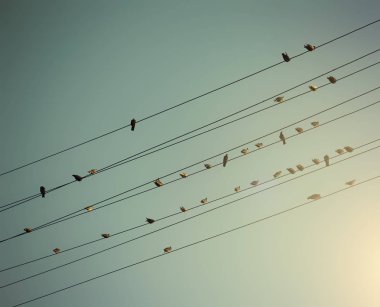  kuşlarda teller üzerinde mavi gökyüzü 